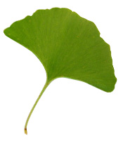 plante-ginkgo-biloba