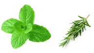 Menthe romarin