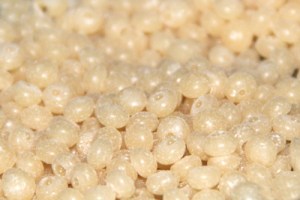 Emulsan__Fin_de__51adb94cdd6ae