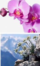 Duo de crèmes pour les mains3