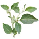 plante-ashwagandha