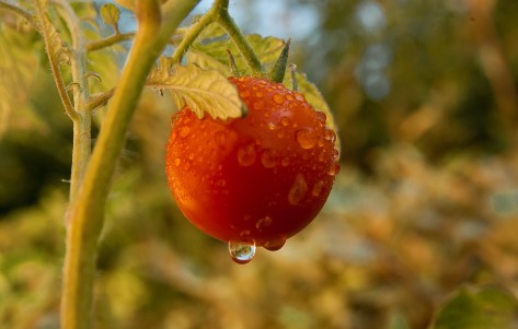 tomato-2522368_960_720